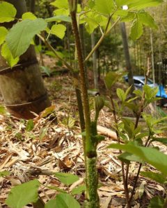 竹やぶにてウド発見！