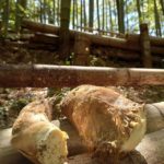 朝日を浴びる筍姫