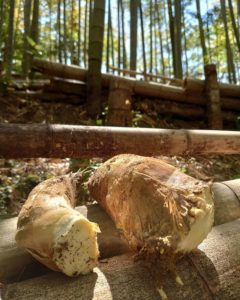 朝日を浴びる筍姫