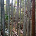 竹やぶ整備
