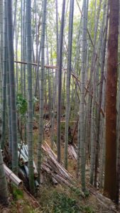 竹やぶ整備