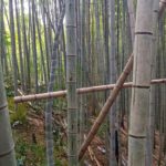 2020春シーズンの竹林整備の振り返り