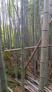 2020春シーズンの竹林整備の振り返り