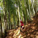 荒れた竹林も整備すればキレイに!おいしい筍も!