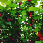 ユスラウメの収穫