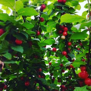 ユスラウメの収穫