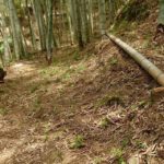 草刈りしてきれいな竹やぶ