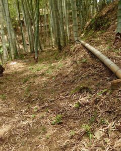 草刈りしてきれいな竹やぶ