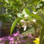 徳島名産のスダチの花