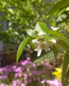 徳島名産のスダチの花