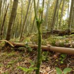 竹やぶで春の山菜 「山うど」（＾＾）