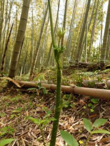 竹やぶで春の山菜 「山うど」（＾＾）