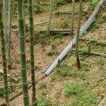 若竹グングン成長中～