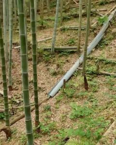 若竹グングン成長中～