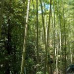 夏を迎え竹が青々としてきました