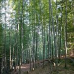 2020秋 竹間伐  ~なんでタケノコには竹伐採が必要?~