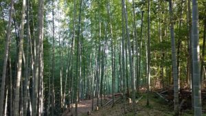 2020秋 竹間伐  ~なんでタケノコには竹伐採が必要？~