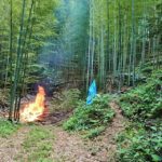古竹を焼き払い