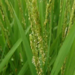 阿南の早稲が成長中！ はやく新米がたべたい♪