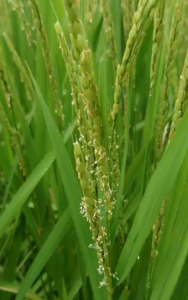 阿南の早稲が成長中！ はやく新米がたべたい♪