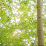 竹林への栄養補給！　施肥（せひ）でタケノコの育成