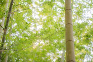 竹林への栄養補給! 施肥(せひ)でタケノコの育成