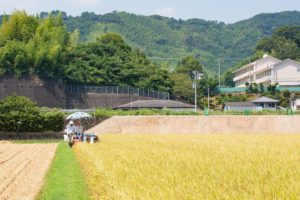 2020稲刈り