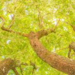 柿の木　今年はどうでしょう