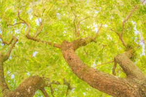 柿の木　今年はどうでしょう