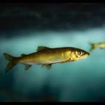 【水中映像】鮎の戯れ〜固定カメラで見る川の中