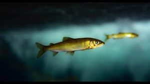 【水中映像】鮎の戯れ〜固定カメラで見る川の中