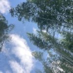 タケノコ収穫にむけて竹の間伐