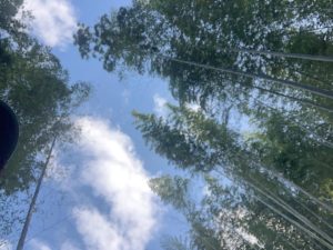 タケノコ収穫にむけて竹の間伐