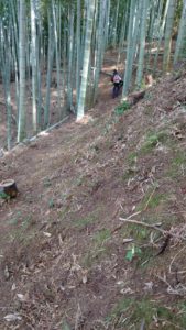 たけのこ掘りにむけてブロアーで薮掃除！