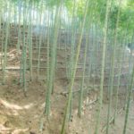 竹やぶいい感じ♪