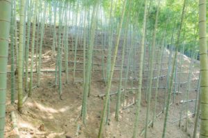 竹やぶいい感じ♪