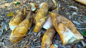 筍姫 土の中で成長中