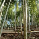 陽があたる竹林の様子