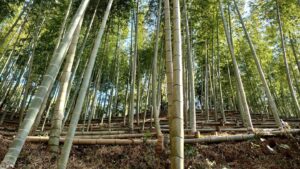 陽があたる竹林の様子