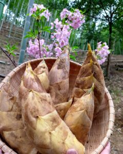 筍姫３ｋｇのセットも販売スタートしました！