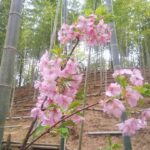 竹×桜