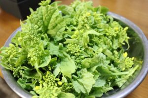 とれたて菜の花