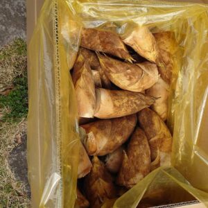 新鮮たけのこ「筍姫」の掘りたちを直送！