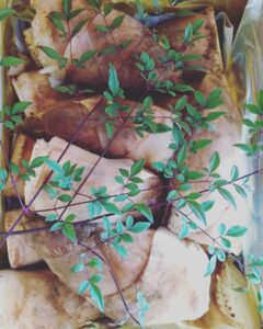 新鮮な掘りたて「たけのこ」続々発送中です!