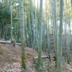 筍姫 今日も掘っておりますよ～