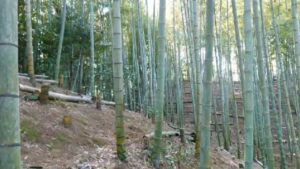 筍姫 今日も掘っておりますよ～