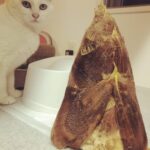 ﾈｺﾁｬﾝ×筍姫