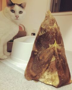 ﾈｺﾁｬﾝ×筍姫