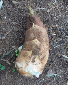 じいじの熟練の技でタケノコ掘り