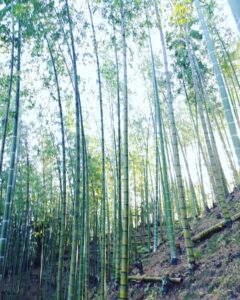 雨降りの後 気持ちいい竹やぶ
